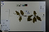  ( - Ge03619)  @11 [ ] CreativeCommons  Attribution Non-Commercial Share-Alike  Unspecified Herbarium of South China Botanical Garden