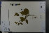  ( - Ge03620)  @11 [ ] CreativeCommons  Attribution Non-Commercial Share-Alike  Unspecified Herbarium of South China Botanical Garden