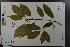  ( - Ge03627)  @11 [ ] CreativeCommons  Attribution Non-Commercial Share-Alike  Unspecified Herbarium of South China Botanical Garden