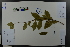  ( - Ge03628)  @11 [ ] CreativeCommons  Attribution Non-Commercial Share-Alike  Unspecified Herbarium of South China Botanical Garden