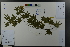  ( - Ge03640)  @11 [ ] CreativeCommons  Attribution Non-Commercial Share-Alike  Unspecified Herbarium of South China Botanical Garden