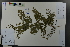  ( - Ge03641)  @11 [ ] CreativeCommons  Attribution Non-Commercial Share-Alike  Unspecified Herbarium of South China Botanical Garden