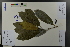  ( - Ge03651)  @11 [ ] CreativeCommons  Attribution Non-Commercial Share-Alike  Unspecified Herbarium of South China Botanical Garden