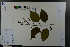  ( - Ge03664)  @11 [ ] CreativeCommons  Attribution Non-Commercial Share-Alike  Unspecified Herbarium of South China Botanical Garden