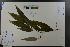  ( - Ge04564)  @11 [ ] CreativeCommons  Attribution Non-Commercial Share-Alike  Unspecified Herbarium of South China Botanical Garden