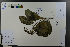  (Stranvaesia - Ge03670)  @11 [ ] CreativeCommons  Attribution Non-Commercial Share-Alike  Unspecified Herbarium of South China Botanical Garden