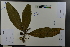  ( - Ge03671)  @11 [ ] CreativeCommons  Attribution Non-Commercial Share-Alike  Unspecified Herbarium of South China Botanical Garden