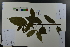  ( - Ge04566)  @11 [ ] CreativeCommons  Attribution Non-Commercial Share-Alike  Unspecified Herbarium of South China Botanical Garden