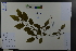  ( - Ge03677)  @11 [ ] CreativeCommons  Attribution Non-Commercial Share-Alike  Unspecified Herbarium of South China Botanical Garden