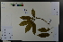  ( - Ge03694)  @11 [ ] CreativeCommons  Attribution Non-Commercial Share-Alike  Unspecified Herbarium of South China Botanical Garden
