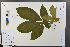 ( - Ge03695)  @11 [ ] CreativeCommons  Attribution Non-Commercial Share-Alike  Unspecified Herbarium of South China Botanical Garden