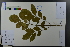  ( - Ge03700)  @11 [ ] CreativeCommons  Attribution Non-Commercial Share-Alike  Unspecified Herbarium of South China Botanical Garden