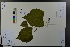  ( - Ge03703)  @11 [ ] CreativeCommons  Attribution Non-Commercial Share-Alike  Unspecified Herbarium of South China Botanical Garden