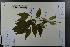  ( - Ge03707)  @11 [ ] CreativeCommons  Attribution Non-Commercial Share-Alike  Unspecified Herbarium of South China Botanical Garden