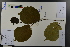 ( - Ge03708)  @11 [ ] CreativeCommons  Attribution Non-Commercial Share-Alike  Unspecified Herbarium of South China Botanical Garden