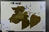  (Catalpa - Ge03710)  @11 [ ] CreativeCommons  Attribution Non-Commercial Share-Alike  Unspecified Herbarium of South China Botanical Garden