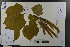  ( - Ge03715)  @11 [ ] CreativeCommons  Attribution Non-Commercial Share-Alike  Unspecified Herbarium of South China Botanical Garden
