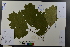  ( - Ge03716)  @11 [ ] CreativeCommons  Attribution Non-Commercial Share-Alike  Unspecified Herbarium of South China Botanical Garden