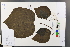  ( - Ge03724)  @11 [ ] CreativeCommons  Attribution Non-Commercial Share-Alike  Unspecified Herbarium of South China Botanical Garden