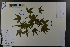  (Acer wilsonii - Ge03726)  @11 [ ] CreativeCommons  Attribution Non-Commercial Share-Alike  Unspecified Herbarium of South China Botanical Garden