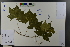  ( - Ge03727)  @11 [ ] CreativeCommons  Attribution Non-Commercial Share-Alike  Unspecified Herbarium of South China Botanical Garden