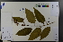  ( - Ge03759)  @11 [ ] CreativeCommons  Attribution Non-Commercial Share-Alike  Unspecified Herbarium of South China Botanical Garden