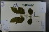  (Callicarpa giraldii - Ge03766)  @11 [ ] CreativeCommons  Attribution Non-Commercial Share-Alike  Unspecified Herbarium of South China Botanical Garden