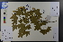  (Acer oliverianum - Ge03790)  @11 [ ] CreativeCommons  Attribution Non-Commercial Share-Alike  Unspecified Herbarium of South China Botanical Garden