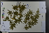  ( - Ge03793)  @11 [ ] CreativeCommons  Attribution Non-Commercial Share-Alike  Unspecified Herbarium of South China Botanical Garden