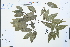  ( - Ge03840)  @11 [ ] CreativeCommons  Attribution Non-Commercial Share-Alike  Unspecified Herbarium of South China Botanical Garden
