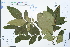  ( - Ge03841)  @11 [ ] CreativeCommons  Attribution Non-Commercial Share-Alike  Unspecified Herbarium of South China Botanical Garden