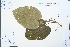  ( - Ge03846)  @11 [ ] CreativeCommons  Attribution Non-Commercial Share-Alike  Unspecified Herbarium of South China Botanical Garden
