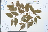  ( - Ge03867)  @11 [ ] CreativeCommons  Attribution Non-Commercial Share-Alike  Unspecified Herbarium of South China Botanical Garden