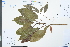  ( - Ge03871)  @11 [ ] CreativeCommons  Attribution Non-Commercial Share-Alike  Unspecified Herbarium of South China Botanical Garden
