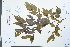  ( - Ge03892)  @11 [ ] CreativeCommons  Attribution Non-Commercial Share-Alike  Unspecified Herbarium of South China Botanical Garden