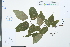  ( - Ge03896)  @11 [ ] CreativeCommons  Attribution Non-Commercial Share-Alike  Unspecified Herbarium of South China Botanical Garden