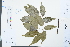  (Lardizabalaceae - Ge03899)  @11 [ ] CreativeCommons  Attribution Non-Commercial Share-Alike  Unspecified Herbarium of South China Botanical Garden