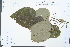  ( - Ge03902)  @11 [ ] CreativeCommons  Attribution Non-Commercial Share-Alike  Unspecified Herbarium of South China Botanical Garden