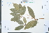  ( - Ge03904)  @11 [ ] CreativeCommons  Attribution Non-Commercial Share-Alike  Unspecified Herbarium of South China Botanical Garden