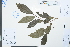  ( - Ge03910)  @11 [ ] CreativeCommons  Attribution Non-Commercial Share-Alike  Unspecified Herbarium of South China Botanical Garden