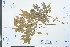  (Vaccinium carlesii - Ge03932)  @11 [ ] CreativeCommons  Attribution Non-Commercial Share-Alike  Unspecified Herbarium of South China Botanical Garden