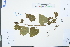  ( - Ge03942)  @11 [ ] CreativeCommons  Attribution Non-Commercial Share-Alike  Unspecified Herbarium of South China Botanical Garden