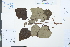  ( - Ge03945)  @11 [ ] CreativeCommons  Attribution Non-Commercial Share-Alike  Unspecified Herbarium of South China Botanical Garden