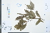  ( - Ge03952)  @11 [ ] CreativeCommons  Attribution Non-Commercial Share-Alike  Unspecified Herbarium of South China Botanical Garden