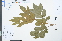  (Fraxinus chinensis - Ge03964)  @11 [ ] CreativeCommons  Attribution Non-Commercial Share-Alike  Unspecified Herbarium of South China Botanical Garden