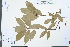  ( - Ge03966)  @11 [ ] CreativeCommons  Attribution Non-Commercial Share-Alike  Unspecified Herbarium of South China Botanical Garden