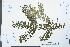  ( - Ge03972)  @11 [ ] CreativeCommons  Attribution Non-Commercial Share-Alike  Unspecified Herbarium of South China Botanical Garden