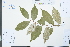  ( - Ge03976)  @11 [ ] CreativeCommons  Attribution Non-Commercial Share-Alike  Unspecified Herbarium of South China Botanical Garden