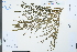 ( - Ge03977)  @11 [ ] CreativeCommons  Attribution Non-Commercial Share-Alike  Unspecified Herbarium of South China Botanical Garden