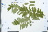  ( - Ge03979)  @11 [ ] CreativeCommons  Attribution Non-Commercial Share-Alike  Unspecified Herbarium of South China Botanical Garden